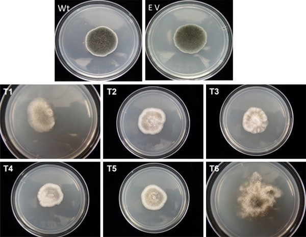 RNAi-mediated down-regulation of a melanin polyketide synthase (pks1) gene in the fungus Slafractonia leguminicola.